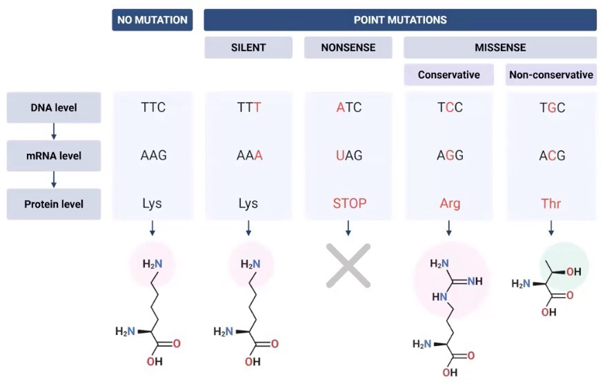 <p>An accidental, permanent change in a DNA sequence; Rarely advantageous</p><p><strong>Silent</strong>: Mutation only has an effect on the DNA level (due to wobble effect), not on protein</p><p><strong>Nonsense</strong>: Mutation causes a premature stop in protein production</p><p><strong>Missense mutation</strong>:</p><ol><li><p><strong>Conservative</strong>: Change in AA likely has little effect on protein because it has similar properties to original unmutated AA</p></li><li><p><strong>Non-conservative</strong>: Change in AA likely has large effect on protein because it does not have similar properties to original unmuted AA</p></li></ol><p></p>