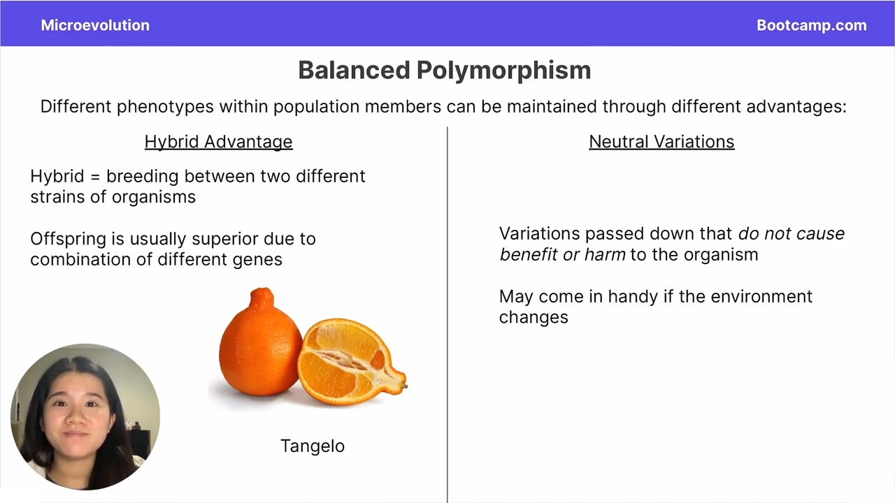 <p>breeding between two different strains of organisms</p>