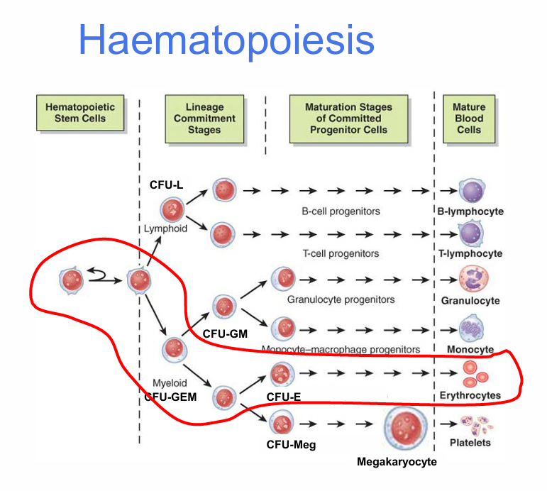 <p>What is the overall sequence of haematopoiesis?</p>