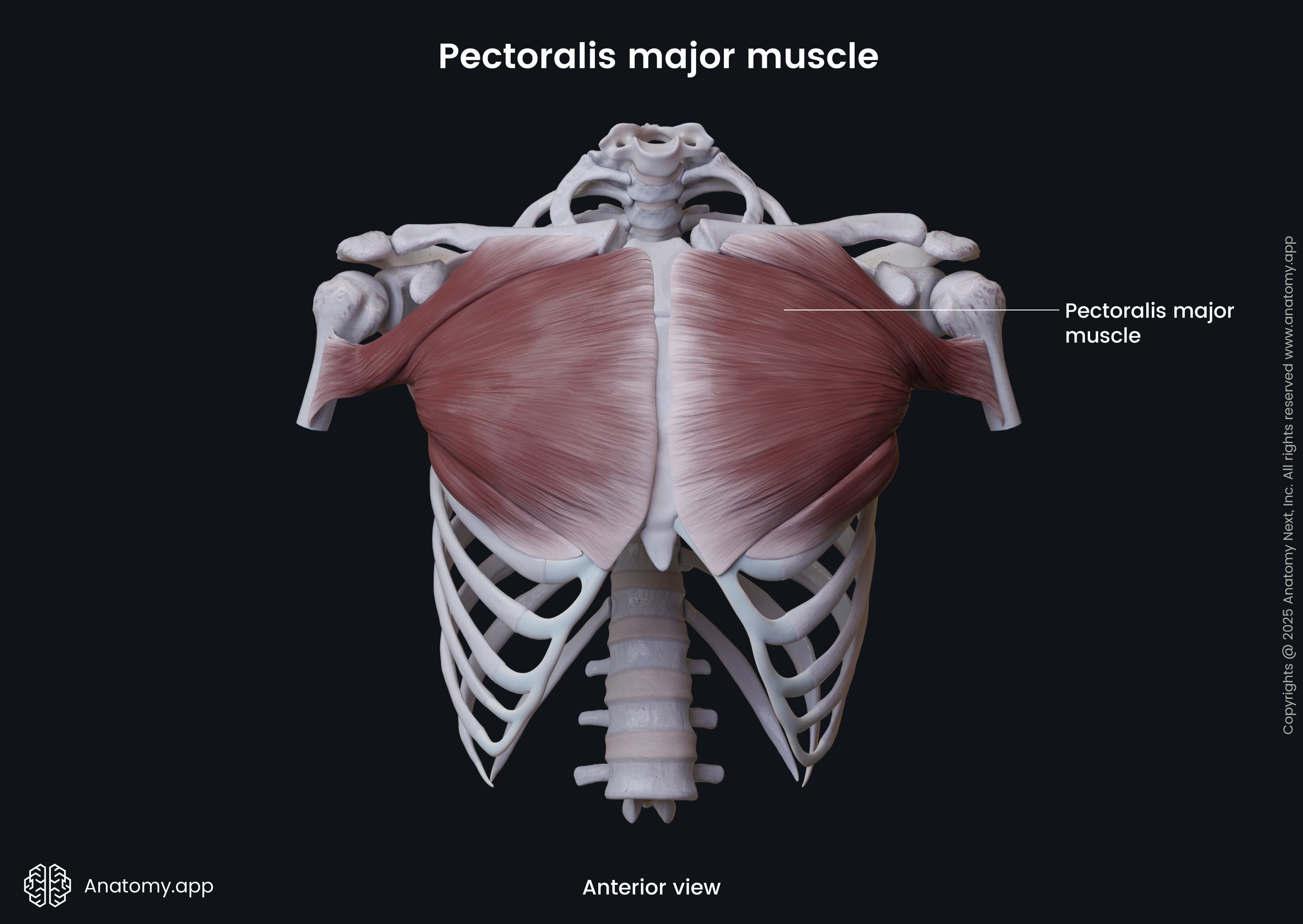<p>Pectoralis major</p>