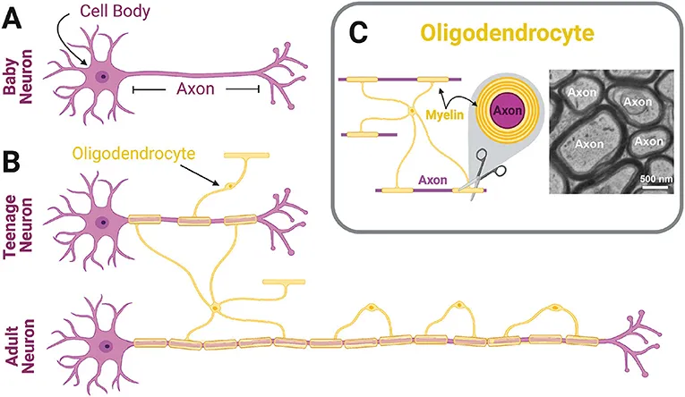 <p>Wrap around CNS nerve fibers to create the myelin sheath.</p>