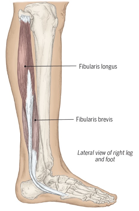 <ul><li><p><span>Fibularis longus</span></p></li><li><p><span>Fibularis brevis</span></p></li></ul><p><span>act to evert the foot and plantar flex the ankle and are active when walking on uneven surfaces</span></p>