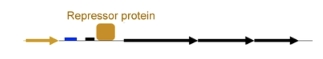 <p>are glucose and lactose levels high or unavailable in this scenario?</p>