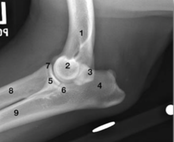 <p>What is labeled by 7?</p>