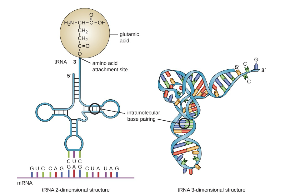 <p><span>anti-codon/codon interactions with the mRNA</span></p>