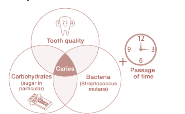<p> Clinicians treat the entire patient and not just individual teeth and caries lesions.</p><p><span data-name="black_small_square" data-type="emoji">▪</span> Dental caries is a multifactorial medical disease process</p><p><span data-name="black_small_square" data-type="emoji">▪</span> Individualize caries diagnosis and treatment or interventions for each patient</p>
