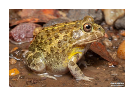 <p>name this animal</p>