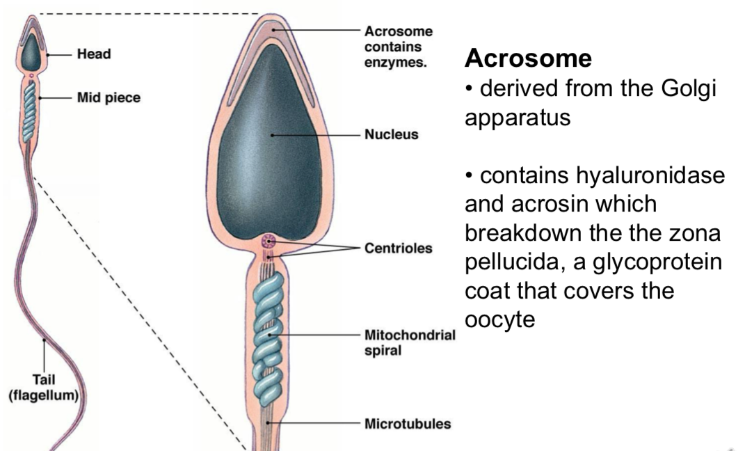 <p><strong>Acrosome</strong></p><p>• derived from the Golgi apparatus (origins) and containers enzymes</p><p>• contains hyaluronidase and acrosin which breakdown the the zona pellucida, a glycoprotein coat that covers the oocyte</p><ul><li><p>mitochondrial spiral: sperm movement</p></li></ul><p></p>