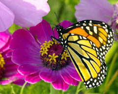 <p>An organism's particular role in an ecosystem, or how it makes its living.</p>