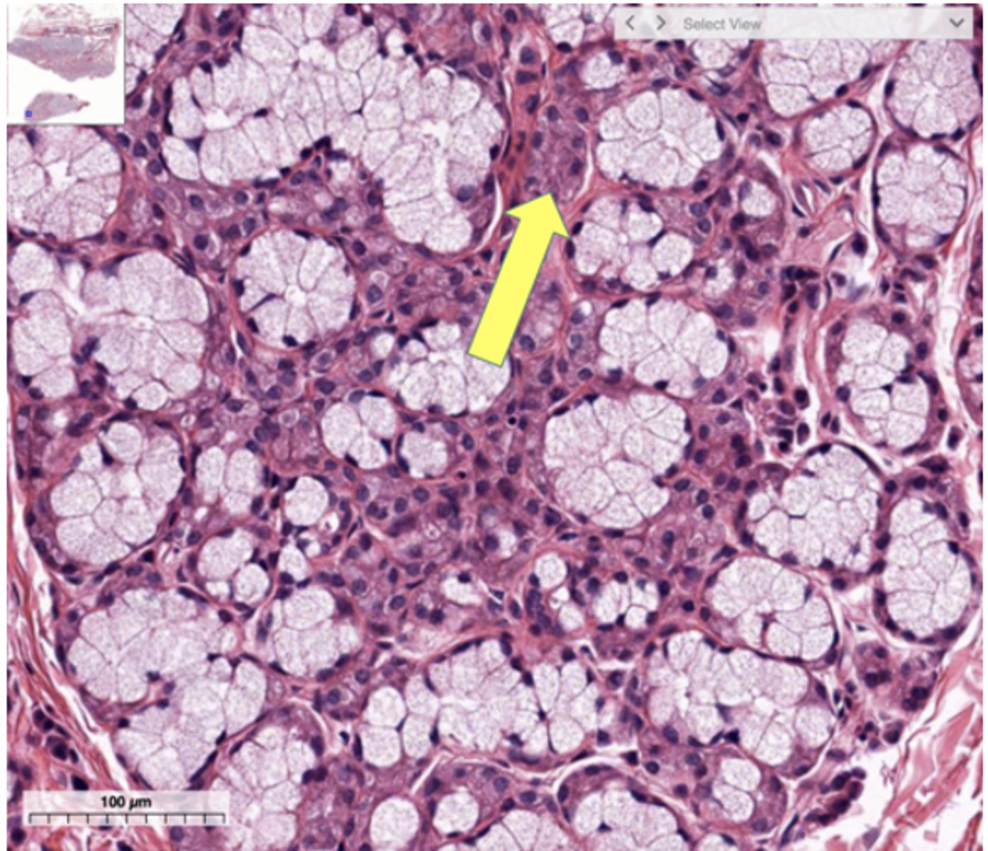 <p>Identify the cell</p>