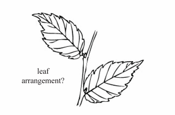 <p>A leaf arrangement where a single leaf is produced at each node, alternating sides along the stem.</p>