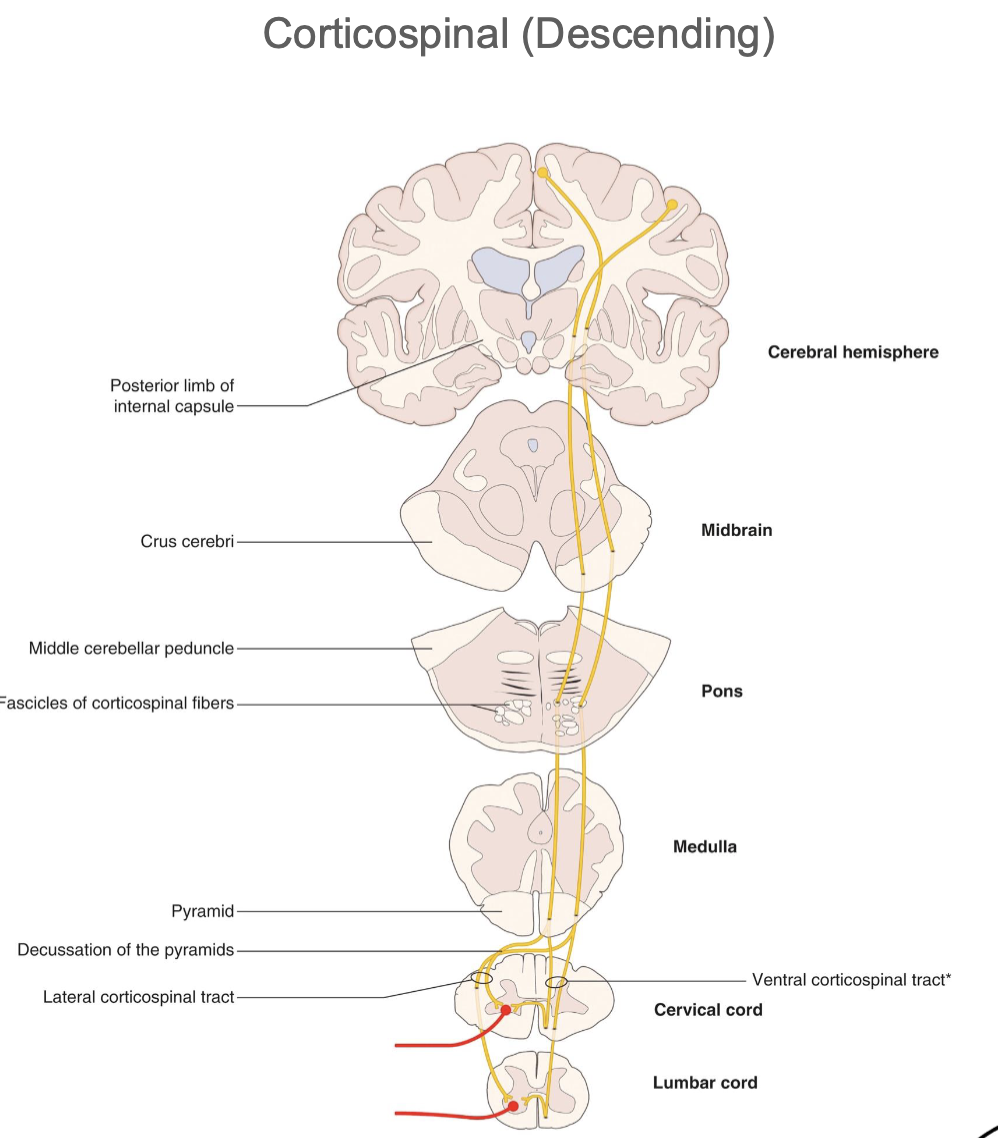 <ul><li><p><strong>Coticospinal</strong> - motor commands</p><ul><li><p><u>Lateral column</u></p></li></ul></li></ul><p></p>