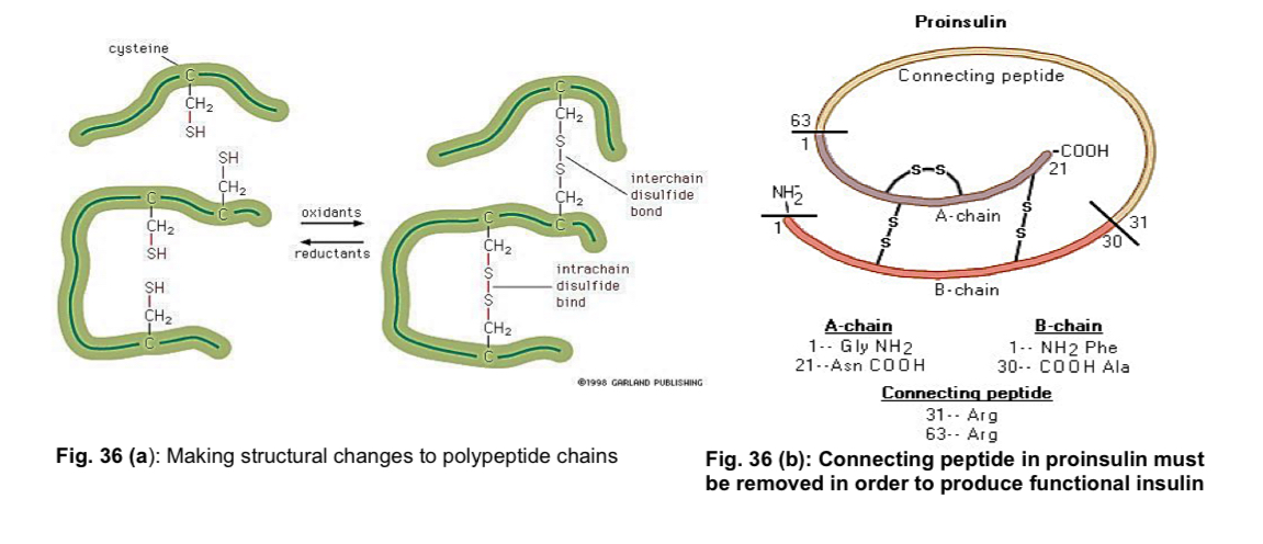 <ul><li><p>immediate product of translation is actually not a protein, but a <strong>polypeptide chain</strong></p></li><li><p>to become a <strong>functional protein</strong>, one or more such linear polypeptide chains must <strong>coil</strong> and <strong>fold</strong> in a precise, pre-determined manner to assume the <strong>specific three-dimensional conformation</strong> either in the cytoplasm or in the lumen of the RER</p></li><li><p>subsequent transport to the <strong>Golgi apparatus </strong>allows for the <strong>modification</strong> of these proteins —> necessary for biological activity</p></li></ul><p>range of functions of the protein may be modified by</p><ol><li><p>attaching to it <strong>biochemical functional groups </strong>e.g. acetate, methyl, phosphate, various lipids and carbohydrates</p></li></ol><ul><li><p><strong>glycosylation</strong> - addition of specific short-chain carbohydrate/oligosaccharide is very common in <strong>membrane proteins</strong></p><ul><li><p><strong>glycoproteins</strong> - important in e.g. signal recognition, and activation of an immune response</p></li></ul></li><li><p>reversible <strong>phosphorylation</strong> of threonine, serine, or tyrosine residues by enzymes called <strong>kinases</strong> (which add a phosphate) and <strong>phosphatases</strong> (which remove the phosphate) plays an important role in the <strong>signal transduction</strong> processes regulating growth and cell cycle control</p></li><li><p>Phosphorylation may occur sequentially from one protein to another, resulting in a series of activations called a “phosphorylation cascade”</p></li></ul><p></p><ol start="2"><li><p><strong>Making structural changes,</strong> like the formation of <strong>disulfide linkages</strong></p></li></ol><p></p><ol start="3"><li><p><strong>Removing a sequence of amino acids</strong> from the protein, or cutting the peptide chain in the middle</p></li></ol><ul><li><p>e.g. peptide hormone insulin is cut twice after disulfide bonds are formed, and a connecting peptide is removed from the middle of the chain —> <strong>proteolytic cleavage</strong></p></li><li><p>resulting protein consists of two polypeptide chains connected by disulfide bonds</p></li></ul><p></p><ol start="4"><li><p>attaching to it <strong>ubiquitin</strong></p></li></ol><ul><li><p>ubiquitin <strong>marks proteins for proteolysis</strong> by the proteasome</p></li><li><p>at least <u>4</u> ubiquitin are required on the substrate before a <strong>proteasome</strong> can bind to it</p></li><li><p>polyubiquitin chain on a target protein is recognised by a <strong>specific receptor</strong> in the proteasome</p></li><li><p><strong>selective degradation</strong> of proteins allows for the <strong>control of the length of time</strong> in which a <strong>protein can function</strong></p></li></ul><p></p>