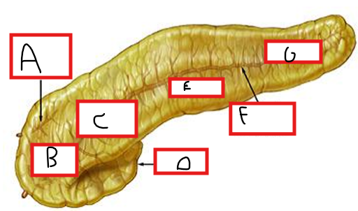 <ul><li><p><strong>A</strong> : Canal de Santorini</p></li><li><p><strong>B</strong> : Tête</p></li><li><p><strong>C</strong> : Isthme (Col)</p></li><li><p><strong>D</strong> : Uncus</p></li><li><p><strong>E</strong> : Corps</p></li><li><p><strong>F</strong> : Canal de Wirsung</p></li><li><p><strong>G</strong> : Queue</p></li></ul><p></p>