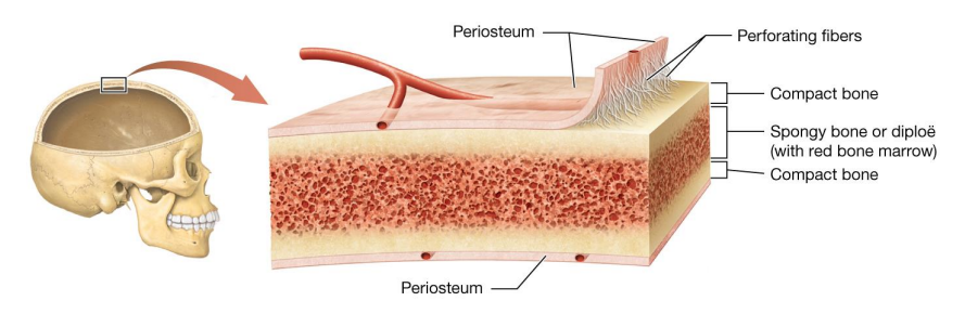 <p>Structure of Short, Flat, Irregular, and Sesamoid Bones</p>