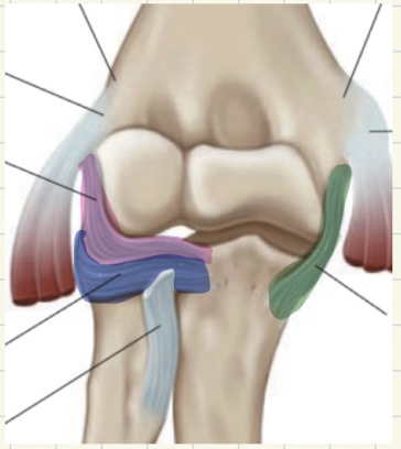 <p>what three ligaments does this depict </p>
