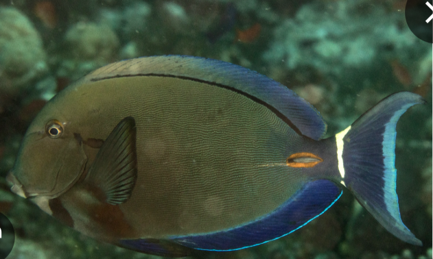 <p>Acanthurus auranticavus</p>
