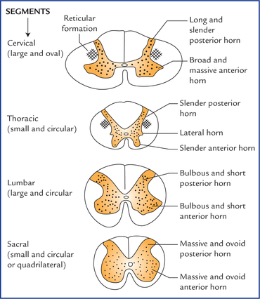 <p>thicker spinal cord → bigger anterior horns → more volume of motor neurons → innervates a large no. of muscles in the <strong>lower</strong> limbs</p>