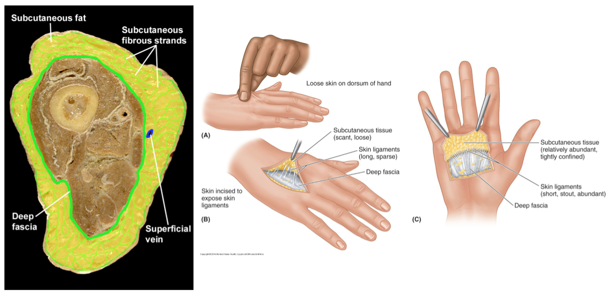 <p>Fibrous strands which bind subcutaneous tissue to underlying dense connective tissue, especially at the palms, soles &amp; scalp</p>
