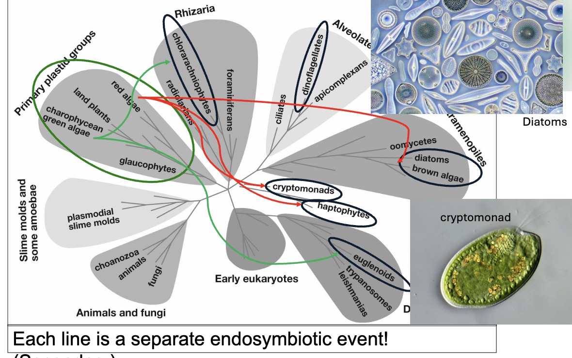 <p>When a eukaryotic cell engulfs and keeps another eukaryotic cell that already has a primary plastid. Over time, the engulfed cell turns into a permanent organelle</p>