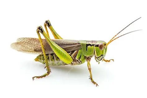 <p>Grasshopper</p>