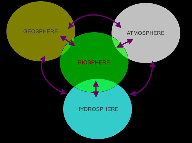 <p>Biogeochemical cycles:</p>
