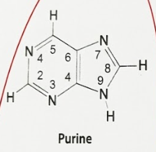 <p>[NUCLEOTIDES]</p><p>Purines include____ [2]</p>