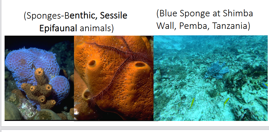 <p>describe the phylum Porifera (sponges) </p>
