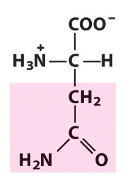 <p>What amino acid is this? </p>