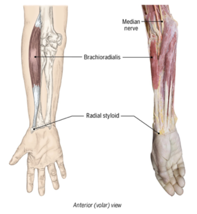 <p>brachioradialis</p>