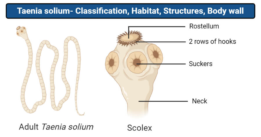 <ul><li><p>requires immediate hosts</p></li><li><p>hermaphroditic</p></li><li><p>growth includes the addition of proglottids</p></li><li><p>scolex has suckers as a means of attaching to intestinal mucosa</p></li><li><p>diagnosis made by finding eggs in feces</p></li></ul><p></p>