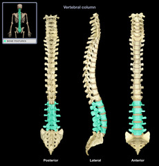 <p>Lower back (region)</p>