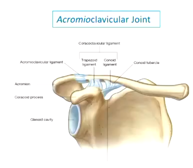 <ul><li><p>plane joint</p></li><li><p>strong coracoclavicular ligament but weak capsule</p></li><li><p>coracoclavicular ligament comes off the coracoid process and attaches to the inferior surface of the clavicle</p><ul><li><p>acromioclavicular ligament is quite weak - injury often occurs here</p></li></ul></li></ul><p></p>
