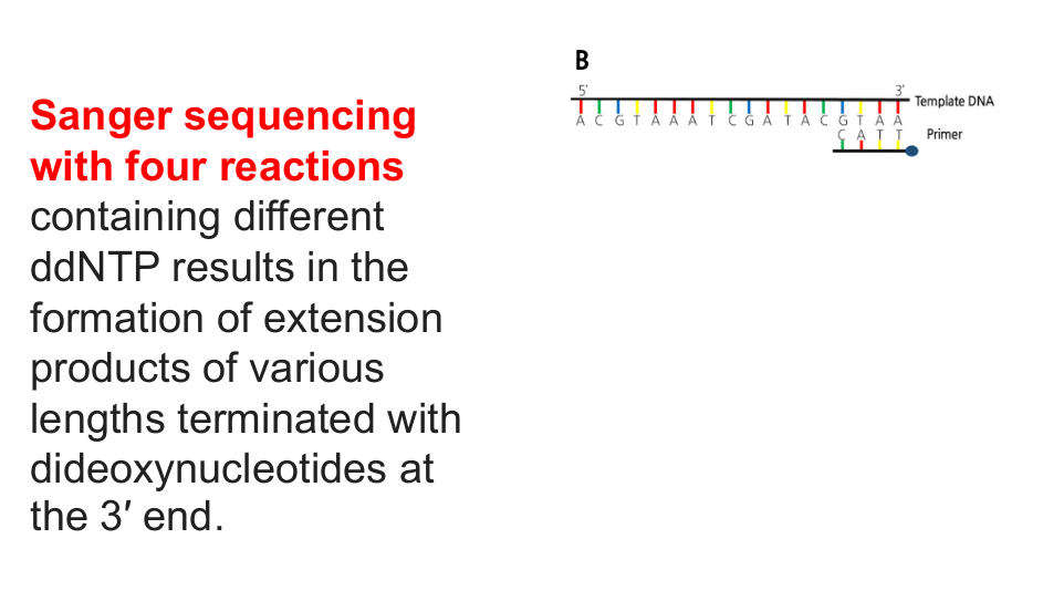 <p>Four sequencing reactions are performed, each containing a different ddNTP.</p><p>Random incorporation of a ddNTP:</p><p>- Terminates DNA synthesis.</p><p>- Produces extension products of different lengths.</p><p>- Leaves the terminating dideoxynucleotide at the 3′ end.</p><p>The resulting fragments are separated by size to infer sequence.</p>
