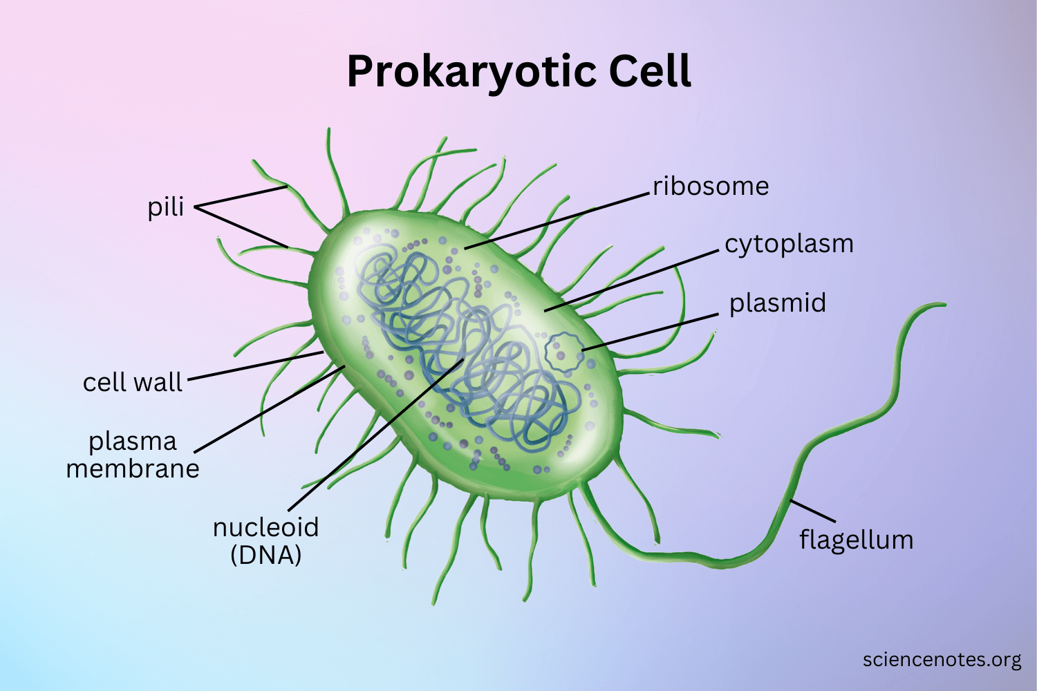 <p>lack membrane-enclosed organelles</p><p>no nucleus </p><ul><li><p>bacteria</p></li></ul><p></p>