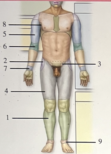 <p>The figure shows an anterior view of a human in the anatomic position. What does number 2 indicate?</p><p>a. sacral</p><p>b. carpal</p><p>c. axillary</p><p>d. coxal</p><p>e. antecubital</p>