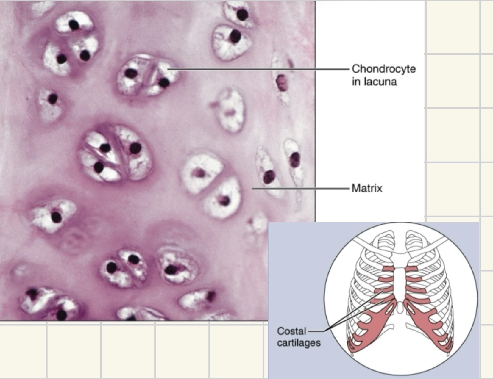 <p>What type of tissue is this?</p>