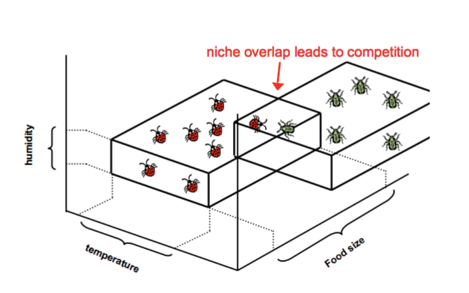 <p>Two species attempt to occupy the same niche (use the same resources)</p>