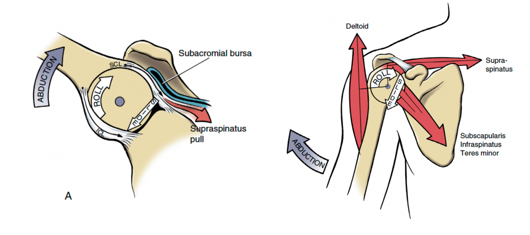 <p>rolling and sliding</p><p>ex) during abduction: humeral head rolls up and slides down</p>