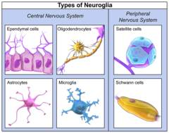 <p>Ependymal, microglial, astrocytes, satellite, Schwann, oligodendrocytes</p>