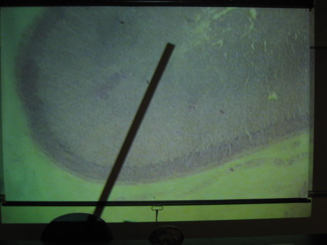 <p>Identify?</p><p>Lab Image 6-12</p>