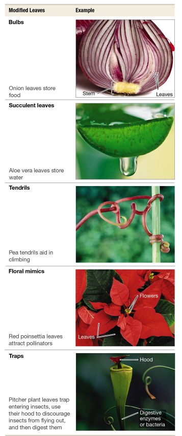 <p>Examples & Functions of Modified Leaves</p>