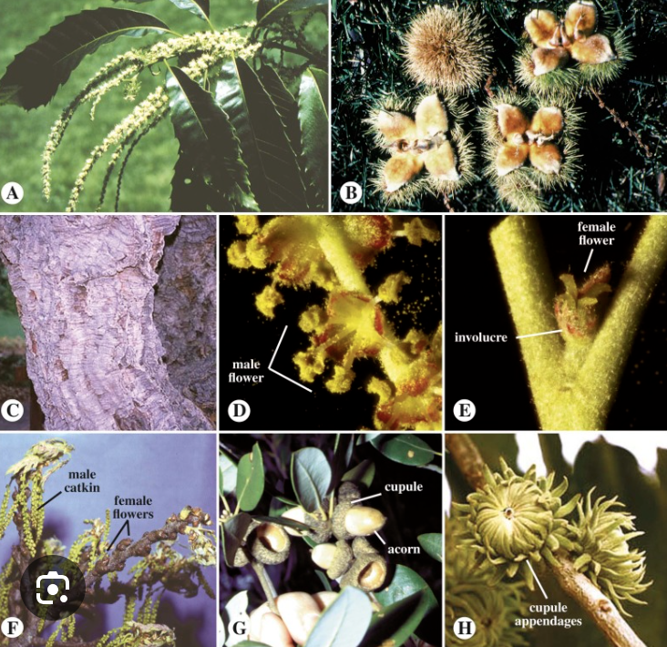 <ul><li><p>Xeric adaptations</p></li><li><p>Male flowers in catkins or spikes</p></li></ul><p></p>