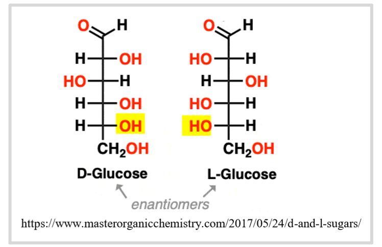 <ul><li><p>glucose </p></li><li><p>fructose </p></li><li><p>ribose </p></li><li><p>glyceraldehyde </p></li></ul><p></p>