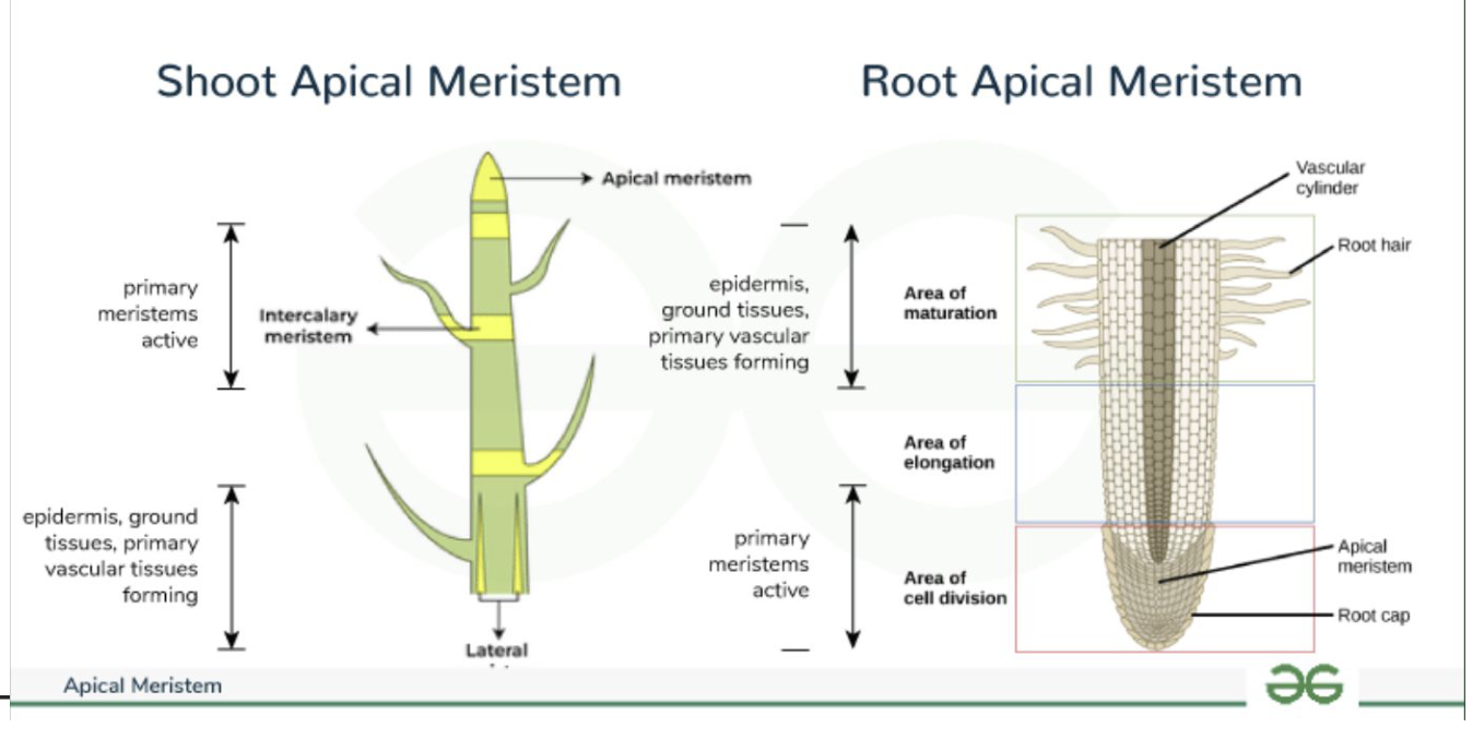 <p>Regions of actively dividing cells in plants that contribute to primary growth and the initiation of new organs or branches.</p>