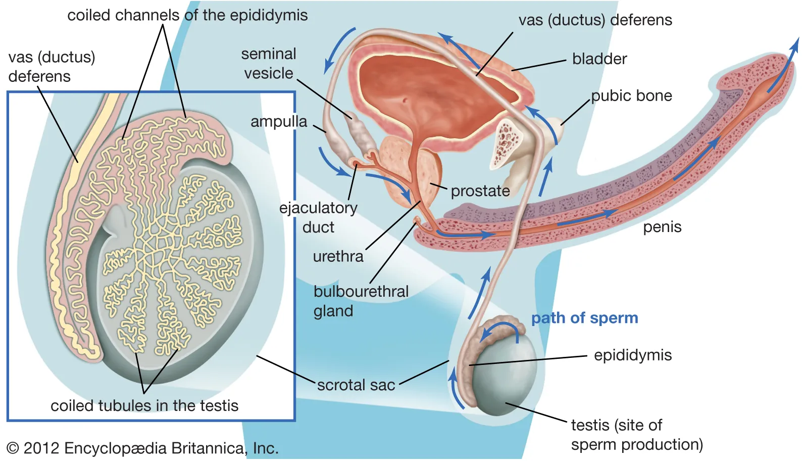 <p>ductus deferens becomes ampulla, which fuses with the seminal vesicle duct to form the <strong>ejaculatory duct. </strong>vasectomy involves removal of ductus deferens </p>