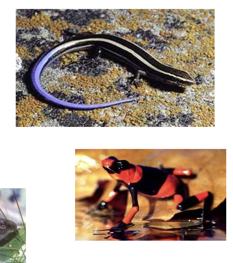 <p>– Misdirection of attack site (Tadpole tails, Blue skink tails, Juvenile Agkistrodon tails)</p><p>– Disruptive coloration</p><p>– Aposematic coloration (Salamandridae, Dendrobatidae, Unken response, Coral snakes)</p>