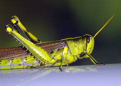 <p>A green jumping insect that hops high in the tall grass is a _____.</p>