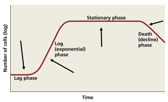 <p>Bacterial cells are doubling at a constant rate</p>