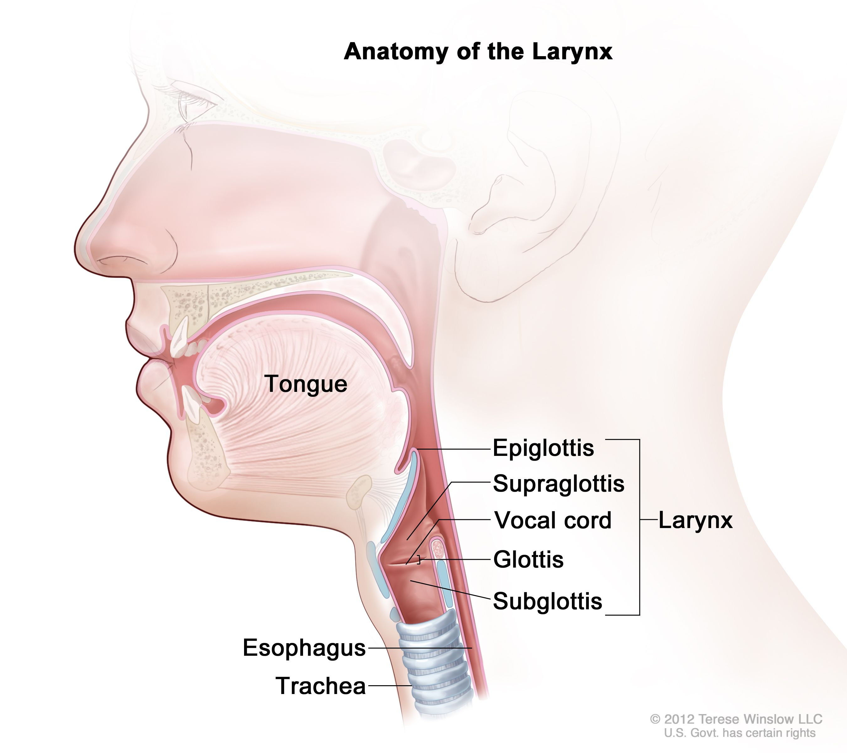 <p>It is a flap of skin that protects the trachea from food.</p>